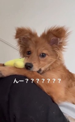 チワポメちゃんの成長7