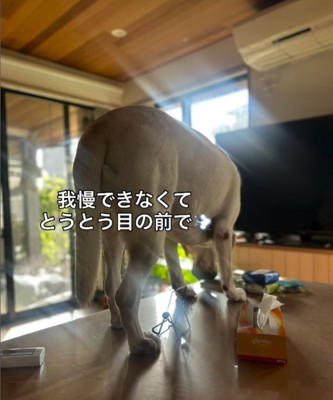 堂々とテーブルに登るレトちゃん2