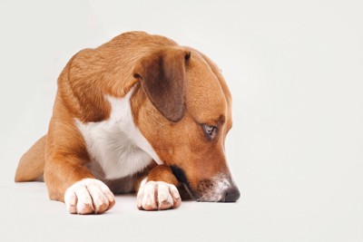 伏せて横を向く犬