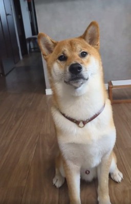 キレイになったおでんくん