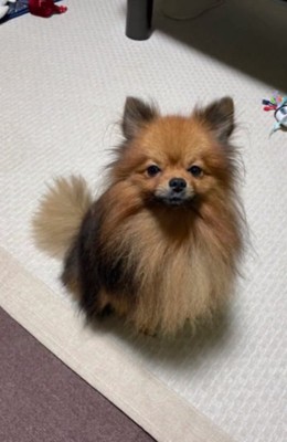 無表情のトムくん