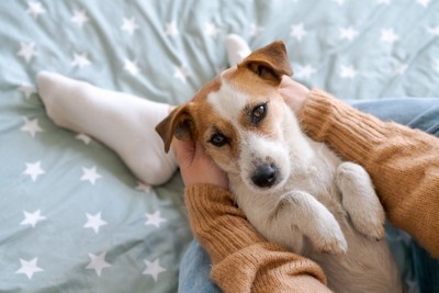 抱っこされている犬