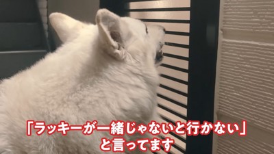 ラッキーちゃんを預かった時のBJ くん8