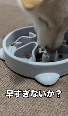 もうほぼ完食