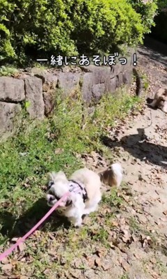 お友達を心配するこまりちゃん8