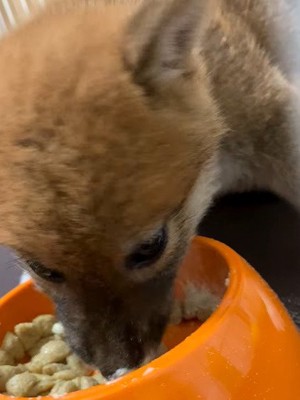 ご飯を食べる子犬