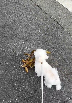 葉っぱを持つ犬4