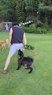 黒い犬にズボンを噛まれる男性