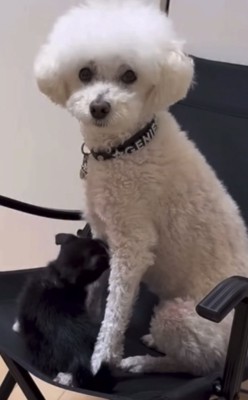 猫に乳を与えようとする犬