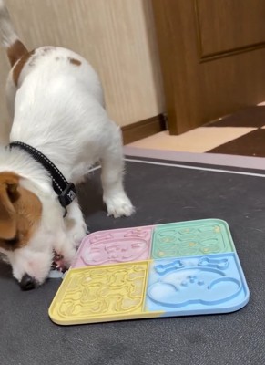 氷を食べる茶太郎くん