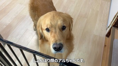 しょんぼり顔のアルト君