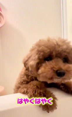 「はやくはやく」