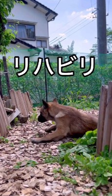 そしてリハビリ