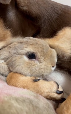 大人しく抱きしめられるウサギ