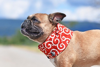 クールネックバンドを着けたフレンチブルドッグ