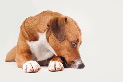 悲しそうに床を見つめる犬