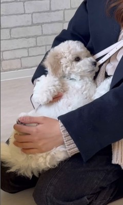 ぽむくんの成長4