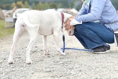 なでられている白い犬