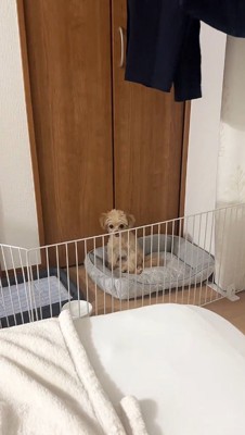 ペット用ベッドに座っている犬