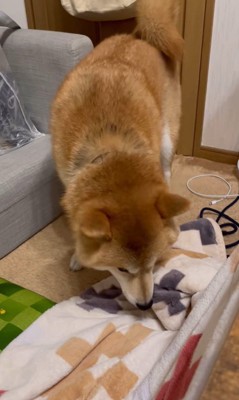 靴下を取られたぽんず君4