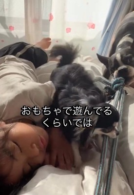 おもちゃで遊ぶ2匹