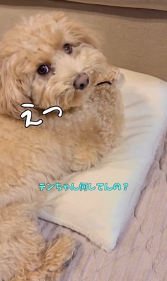 イタズラがバレた時のテンちゃん2