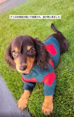 ミニチュアダックスフンドのテトくん