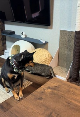 猫ちゃんがそろりそろり…と通過