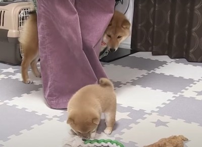 人の足の陰から子犬を見る犬