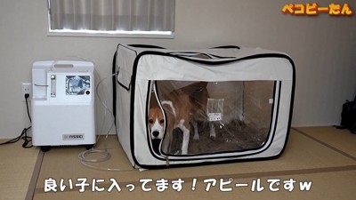 ペコちゃんの賢い行動5