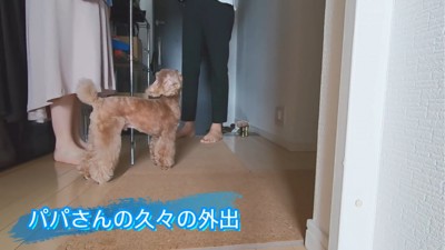 見上げる犬