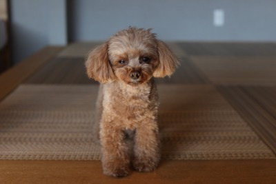 悲しげな表情で立つトイプードル