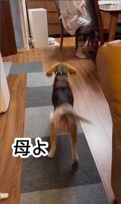 きなこちゃんとお母さん8