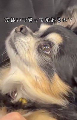 人を見上げる犬