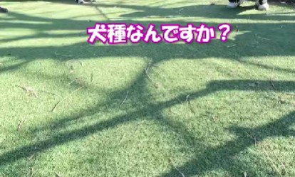 「犬種はなんですか？」