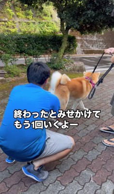 しゃがんだ人にお尻を向ける秋田犬