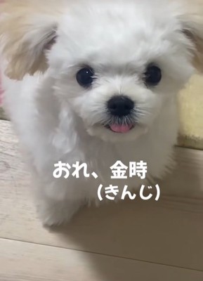 マルチーズとチワワのミックス犬