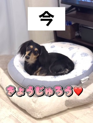 クッションの上で首をかしげる犬