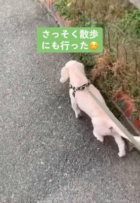 散歩する犬