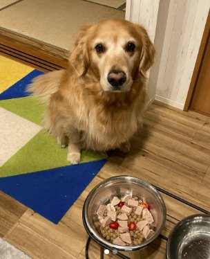 ご飯の前で座るゴールデンレトリバー