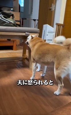 怒られるモッチーちゃん