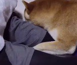 女性の足にしがみついて大人しくしている犬