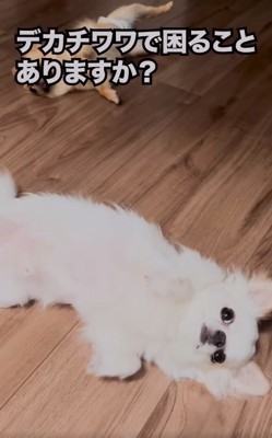 質問されるこめくん