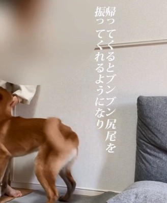尻尾を振るビギーくん