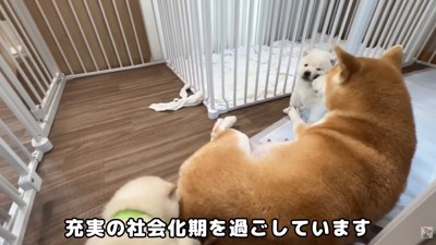 遊んでもらっています