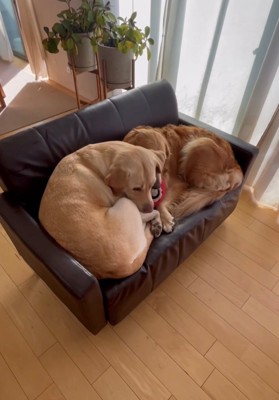 体を丸めてぴったり座る2匹の犬