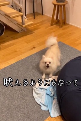 吠えるゆめちゃん