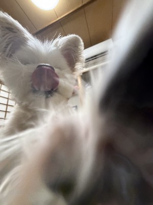 舌なめずりするバンビちゃん