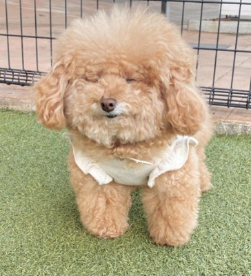 愛らしくてぬいぐるみみたい