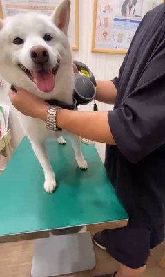 注射を打った時のだい吉くん⑩